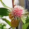 Hakea Plant Diamond Painting