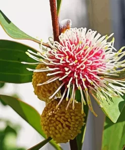 Hakea Plant Diamond Painting