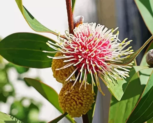 Hakea Plant Diamond Painting