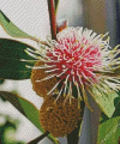 Hakea Plant Diamond Painting