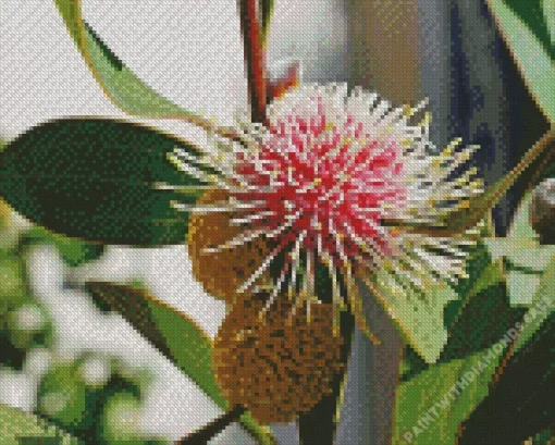 Hakea Plant Diamond Painting