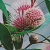 Hakea Plant Art Diamond Painting