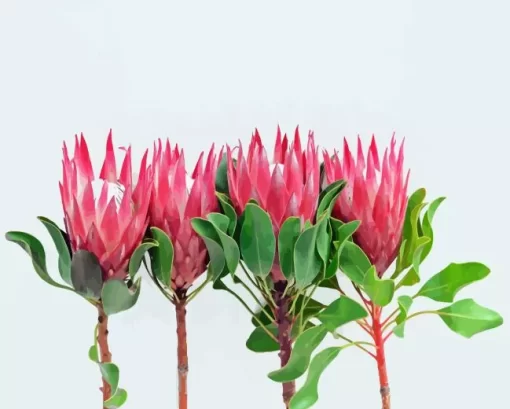 King Protea Diamond Painting