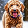 Labradoodle Puppy In Snow Diamond Painting