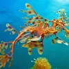 Leafy Seadragon Diamond Painting