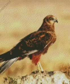 Marsh Harrier Diamond Painting