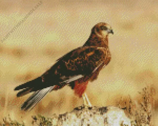 Marsh Harrier Diamond Painting