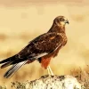 Marsh Harrier Diamond Painting