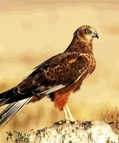 Marsh Harrier Diamond Painting