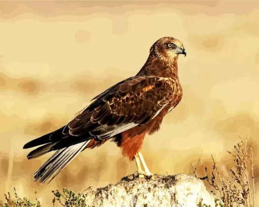 Marsh Harrier Diamond Painting