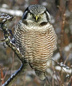 Northern Hawk Diamond Painting