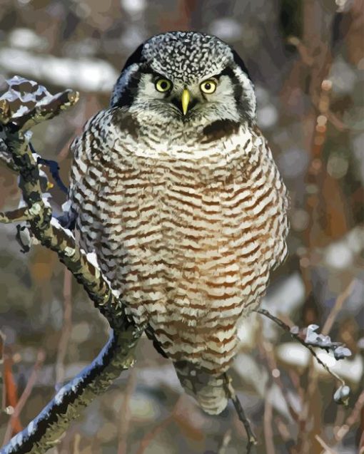 Northern Hawk Diamond Painting