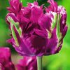 Purple Parrot Tulips Diamond Painting