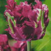 Purple Parrot Tulips Diamond Painting