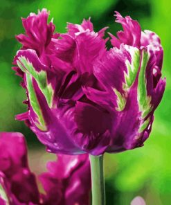 Purple Parrot Tulips Diamond Painting