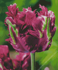 Purple Parrot Tulips Diamond Painting