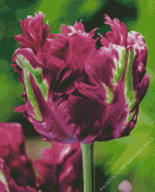 Purple Parrot Tulips Diamond Painting