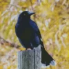 Pied Currawong Diamond Painting