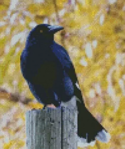 Pied Currawong Diamond Painting