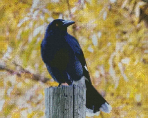 Pied Currawong Diamond Painting