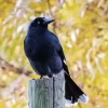 Pied Currawong Diamond Painting