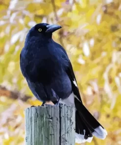 Pied Currawong Diamond Painting