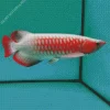 Red Asian Arowana Diamond Painting