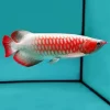 Red Asian Arowana Diamond Painting