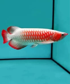 Red Asian Arowana Diamond Painting