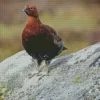 Red Grouse Diamond Painting