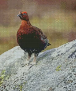 Red Grouse Diamond Painting