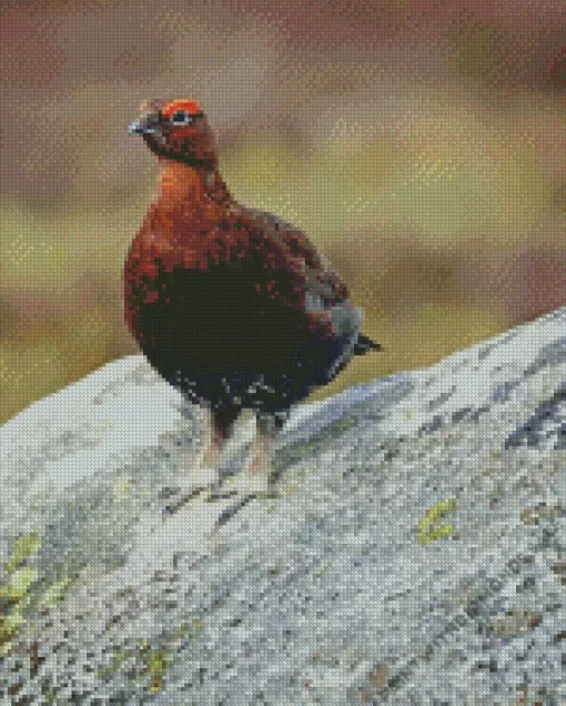 Red Grouse Diamond Painting