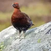 Red Grouse Diamond Painting