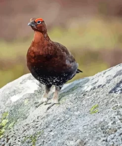 Red Grouse Diamond Painting