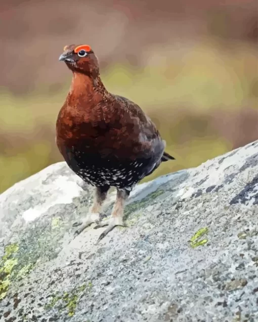 Red Grouse Diamond Painting