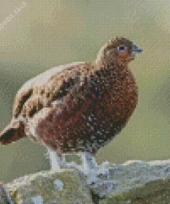 Red Grouse Art Diamond Painting