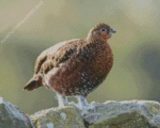 Red Grouse Art Diamond Painting