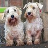 Sealyham Terriers Diamond Painting