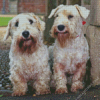 Sealyham Terriers Diamond Painting