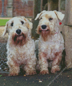 Sealyham Terriers Diamond Painting