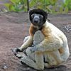 Sifaka Lemur Diamond Painting