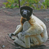 Sifaka Lemur Diamond Painting