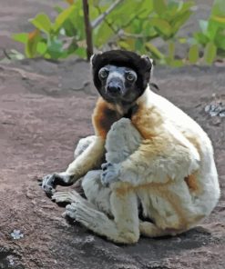 Sifaka Lemur Diamond Painting