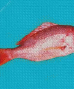 Snapper Fish Diamond Painting