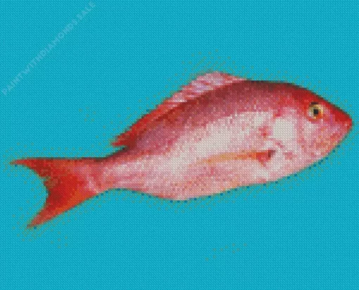 Snapper Fish Diamond Painting