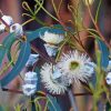 Tasmanian Blue Gum Diamond Painting