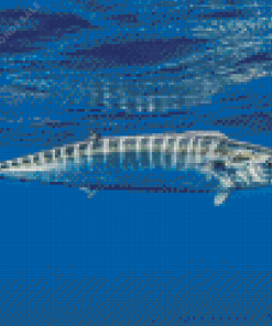 Wahoo Diamond Painting