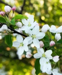 White Crabapple Diamond Painting