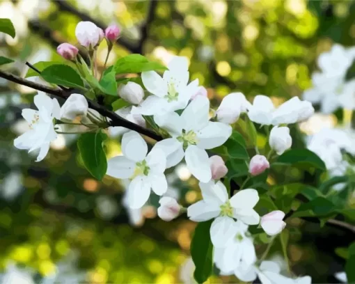 White Crabapple Diamond Painting