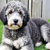 White Grey Labradoodle Puppy Diamond Painting